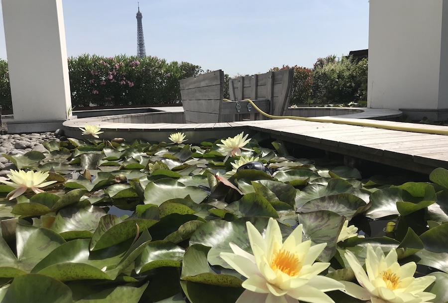 La tour Eiffel et les lotus
